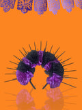 Violeta